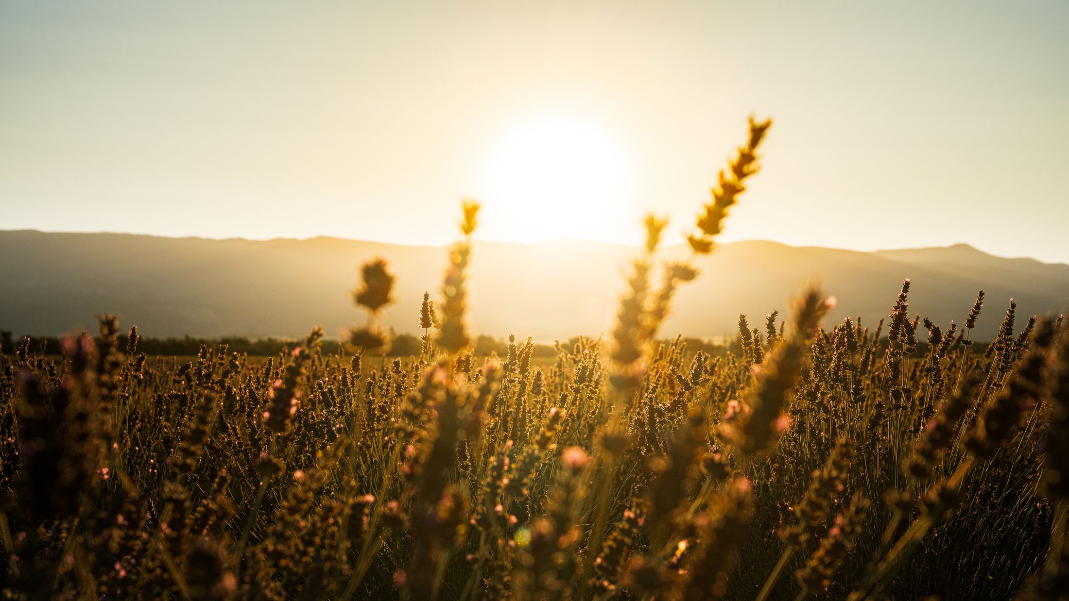 Grand paysage provençal doré au coucher du soleil, l'univers de Meya Allione